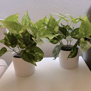 Decor plants